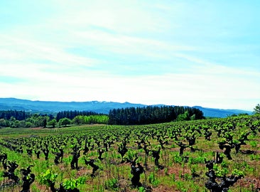 Godello, el blanco de moda que conquista a las mesas más exigentes
