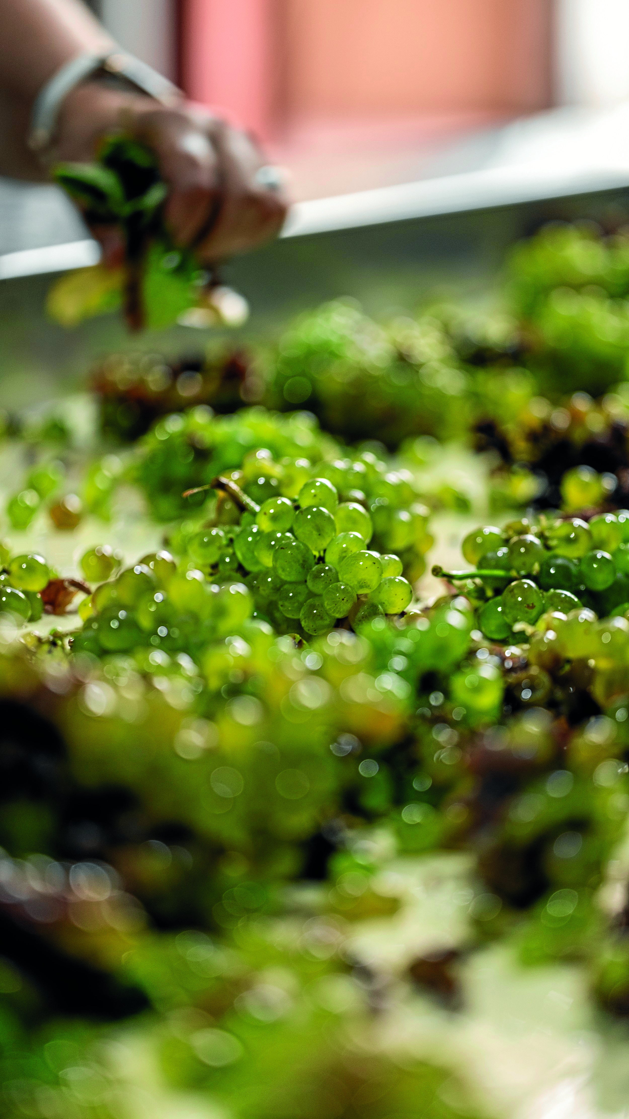 Selección de uva godello