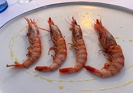Gamba roja, la dama del Mediterráneo