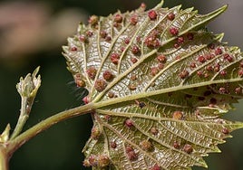 Filoxera, la plaga del siglo XIX resurge en Canarias