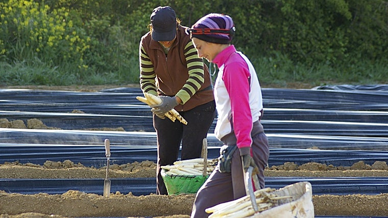 Mulheres cultivando espargos brancos