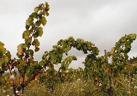 Pequeño Blanco: viticultura de altura y precisión desde Calatayud