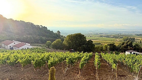 La Pequeñita Rosado, un vino con gran carácter