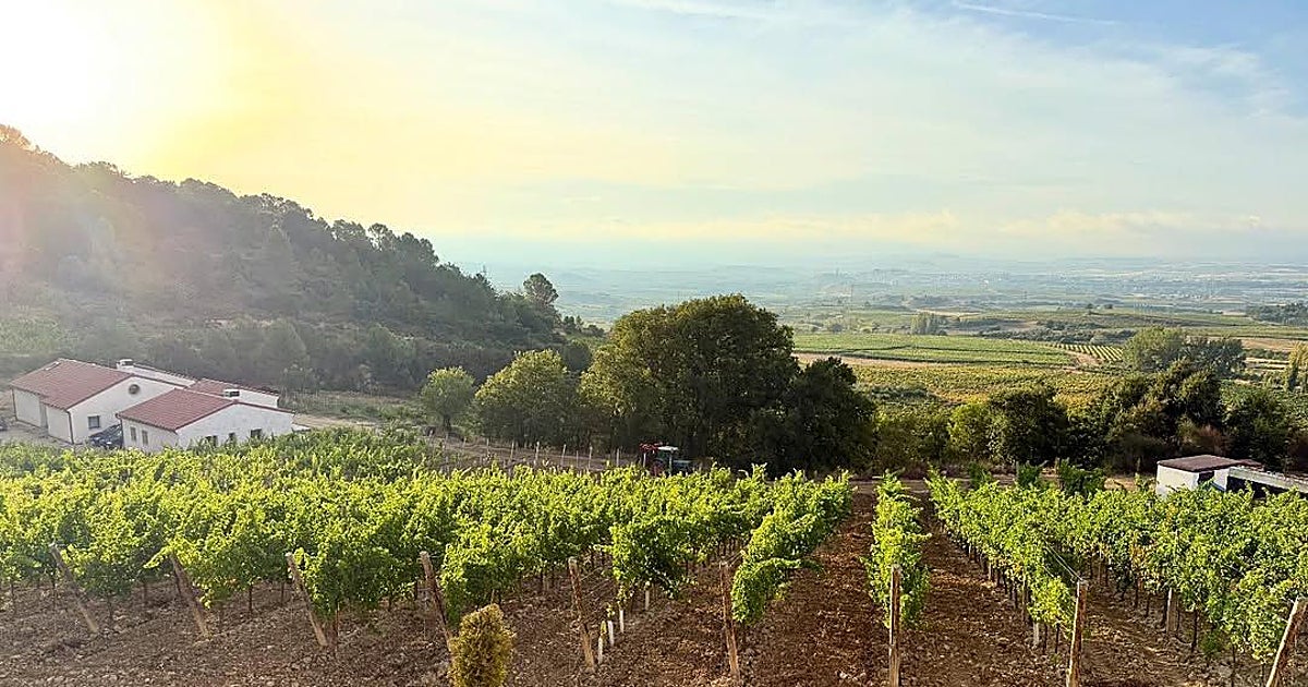 La Pequeñita Rosado, un vino con gran carácter