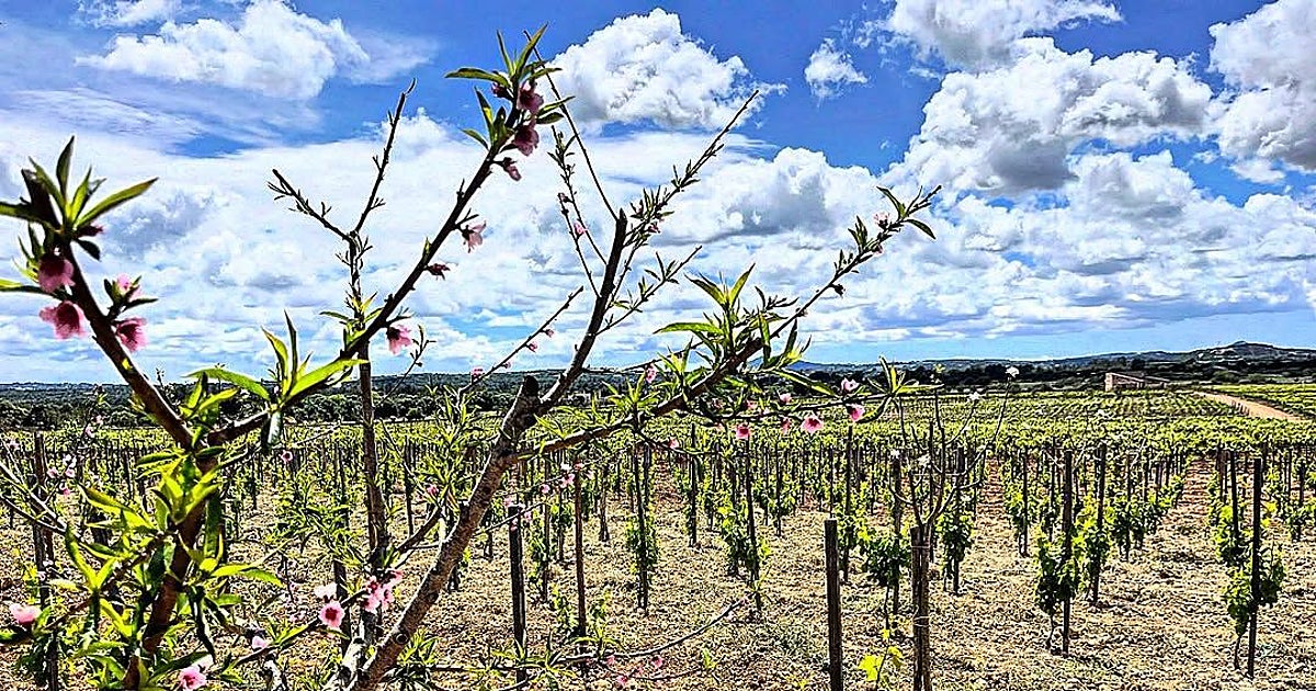 El proyecto enológico mallorquín que nació volviendo al pasado