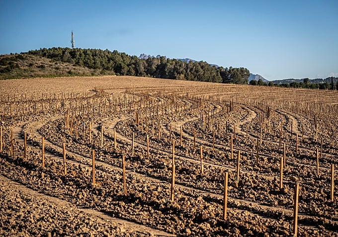 Plantación en Keyline de la bodega Juve & Camps.