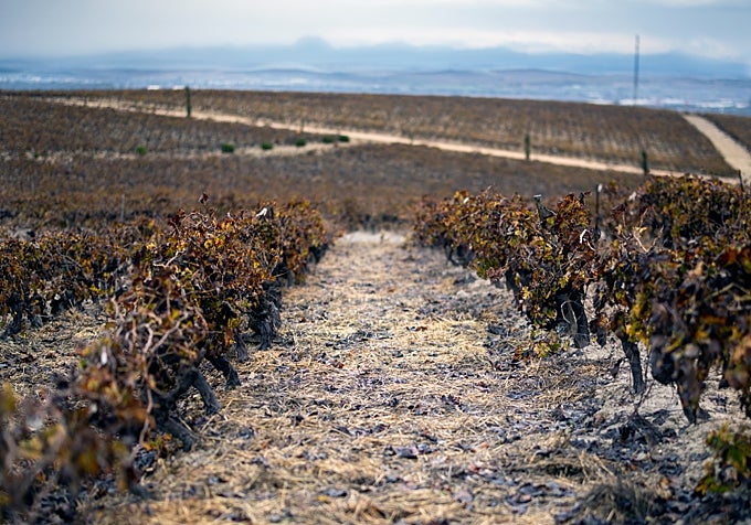 Práctica del mulching en la bodega de Luis Pérez.