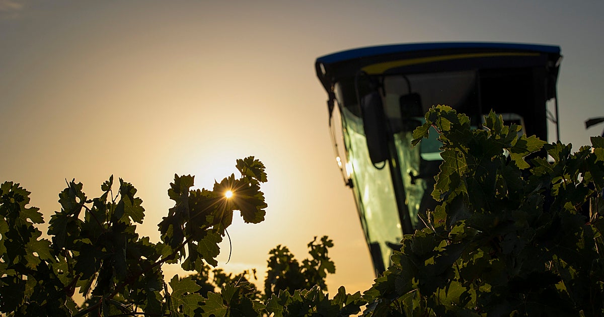 Tempranillo blanco: el milagro albino de La Rioja