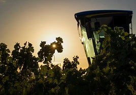 Tempranillo blanco: el milagro albino de La Rioja