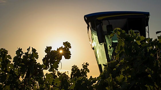 Tempranillo blanco: el milagro albino de La Rioja