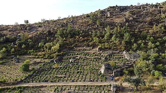 Barrera al Sol 2021, un vino contra las llamas
