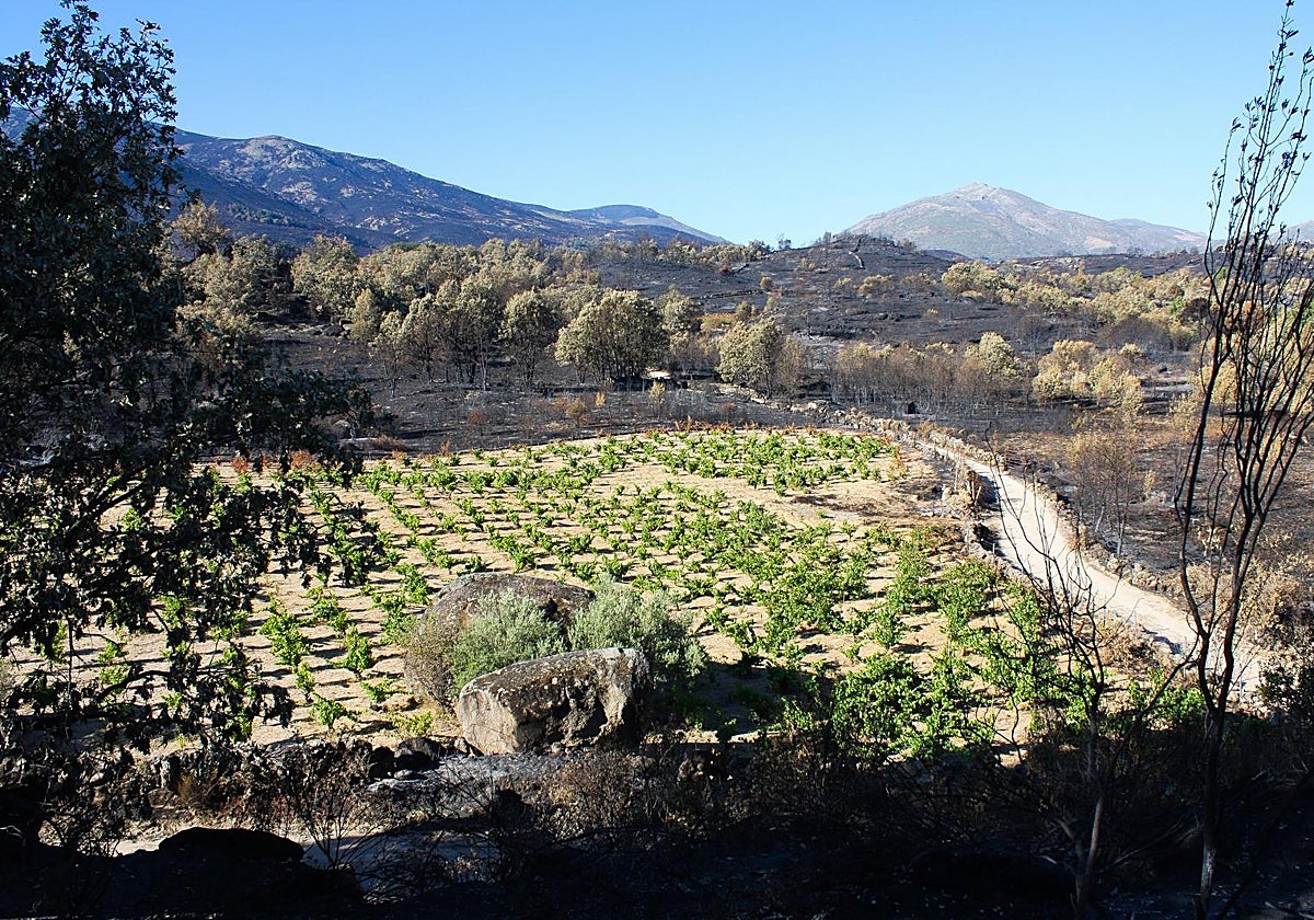 Vendimiar después del fuego: la larga factura de los incendios en Gredos y Arribes