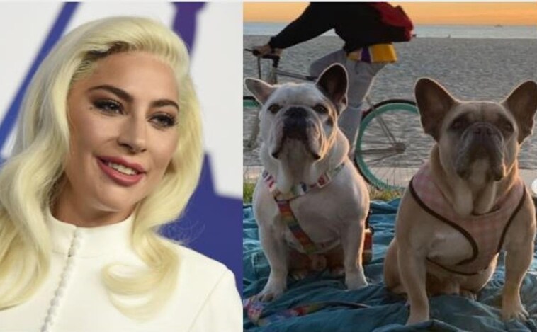 Condenado a cuatro años de cárcel uno de los secuestradores de los perros de Lady Gaga