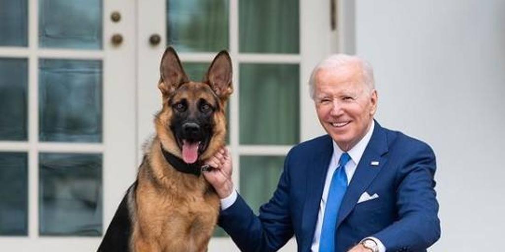 Commander, el perro mordedor de los Biden, expulsado de la Casa Blanca