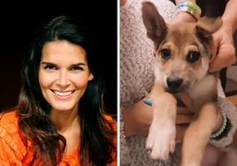 Una actriz de 'Ley y Orden' revela que un repartidor disparó y mató a su perro: «Estamos completamente traumatizados»