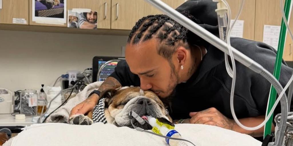 Muere Roscoe, el perro y mejor amigo de Lewis Hamilton: «Ha sido una de las experiencias más dolorosas de mi vida»