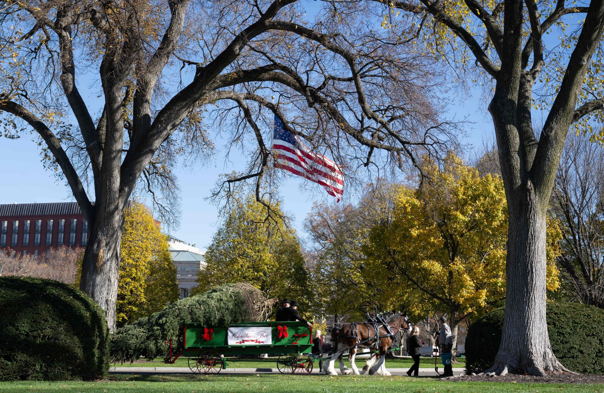 El árbol de Navidad 2025 de EE.UU., en su camino hacia la Casa Blanca. 
