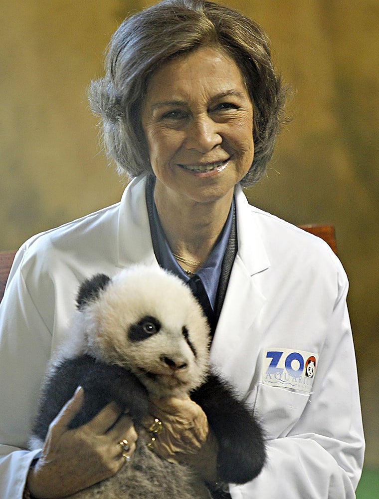 La Reina Sofía con un oso panda del Zoo