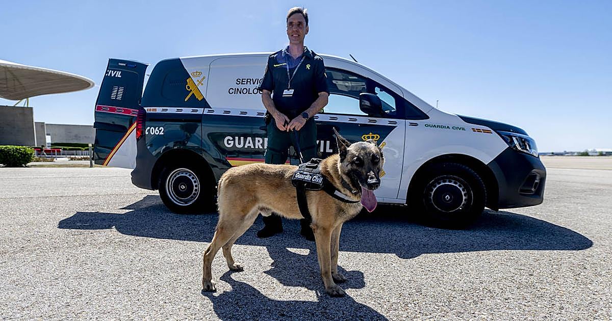 Max, un perro detector de explosivos de la Guardia Civil, ad
