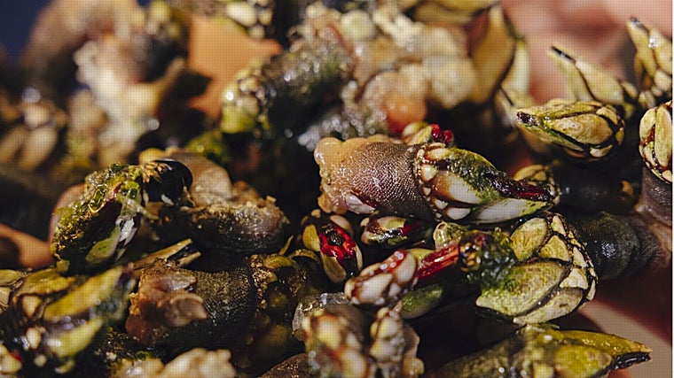 Baturrones, la apuesta marinera de Ovejas Negras junto a las Setas de Sevilla