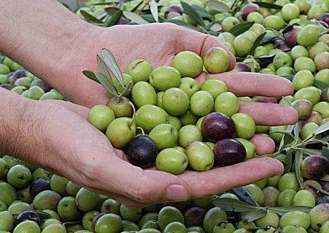 Imagen secundaria 1 - Los mejores aceites de oliva de Málaga: un recorrido por los AOVEs más singulares de la provincia