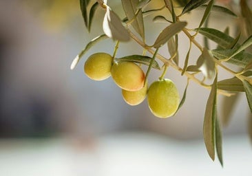 Tres aceites cordobeses, entre los diez mejores del mundo, según la Guía EVOOLEUM 2025