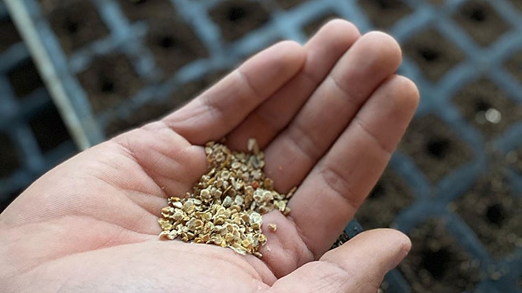 Semillas de tomate rosa de la abuela de José David Díaz en Alcolea
