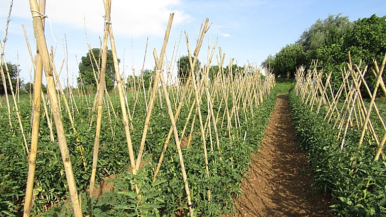Tomateras en Alcolea (Córdoba)