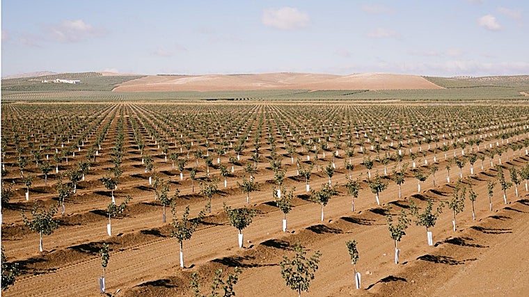 Acilia, from slave to respected matron who today gives her name to this unique EVOO from Antequera
