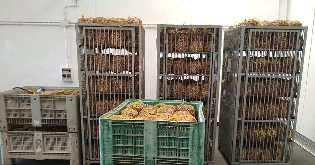 «Vendemos 7.000 kilos de caracoles a la semana en Sevilla, 100.000 en la campaña»
