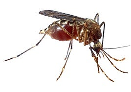 La batalla milenaria contra los mosquitos que mataron a más gente que las guerras