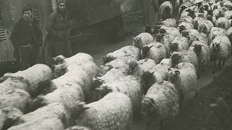 Rebaño de corderos en Urquiola, enviado por Franco desde Castilla para el fin de la hambruna