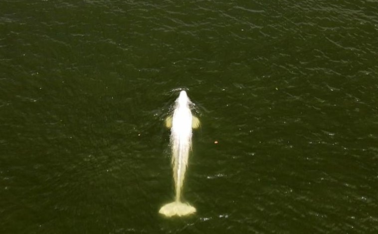 Comienza el rescate de la Beluga del Sena