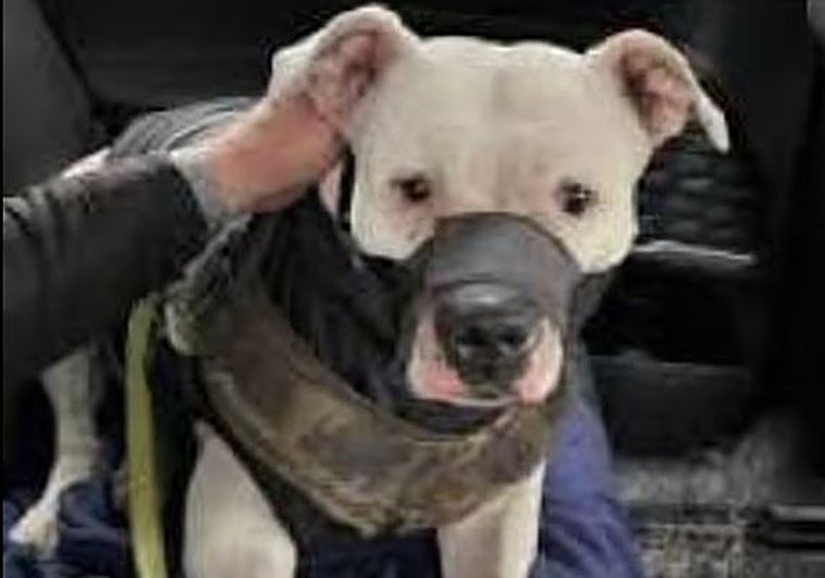 Rusia libera a Adik, el perro 'prisionero' que se convirtió en icono de la resistencia de Mariúpol