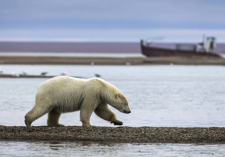 Un oso polar mata a dos personas en un pueblo de Alaska: es el primer ataque en 30 años