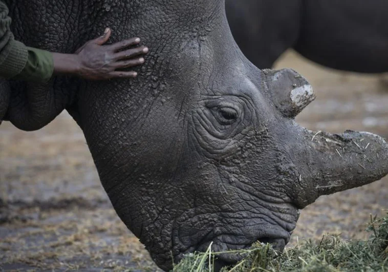 Matan a tiros a un rinoceronte blanco al día siguiente de su llegada a un zoo de Florida