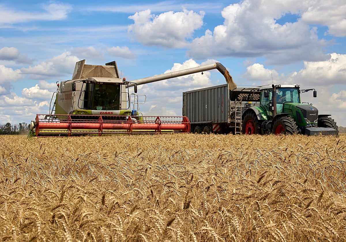 Campo de trigo en Ucrania