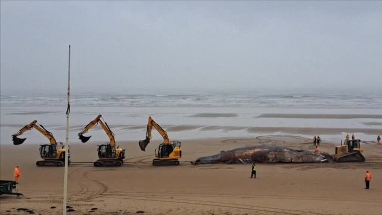 Retiran una ballena muerta tras varar en la costa británica