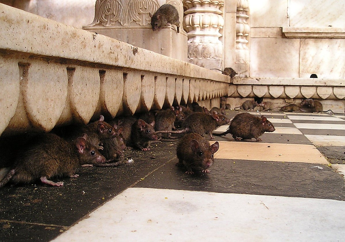 Los expertos en control de plagas informaron de un aumento del 6% en la población de ratas en Gran Bretaña