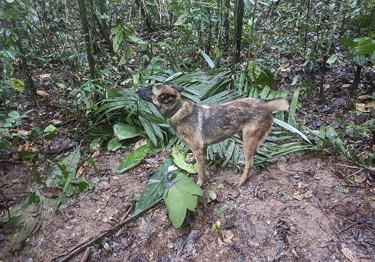 Uno de los perros que ha participado en las tareas de rescate