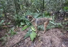 Una cabaña hecha con palos y ramas y un biberón vacío, las pruebas de que los niños del accidente aéreo en la selva están vivos