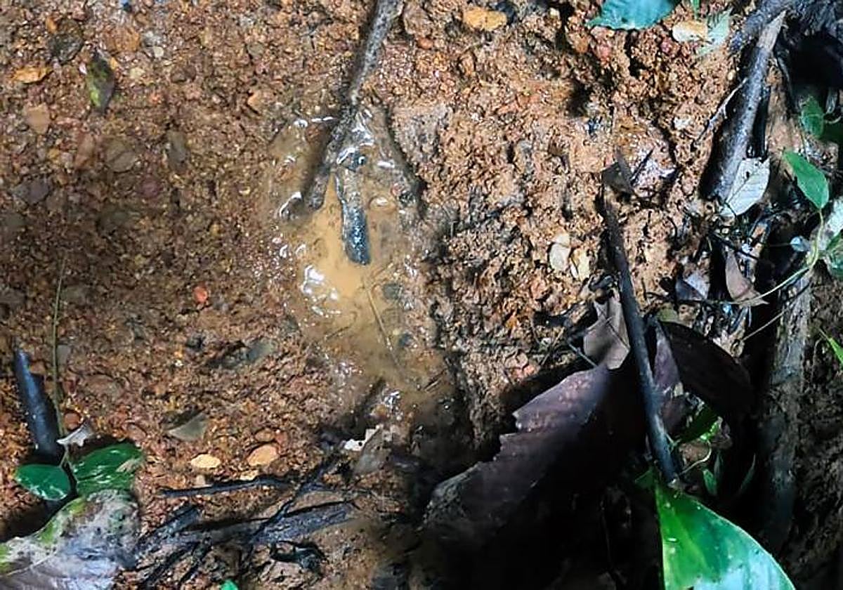 Huella encontrada en el bosque en una zona rural del municipio de Solano, Caquetá