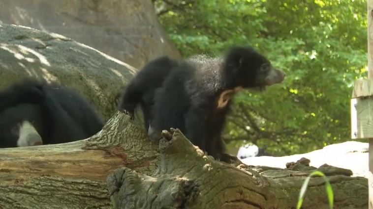 El zoo de Filadelfia presenta a sus dos nuevos inquilinos