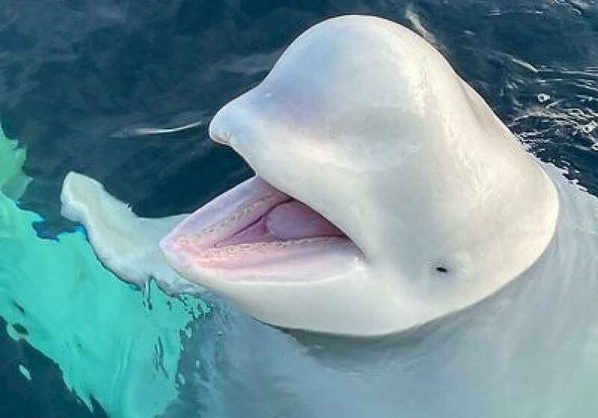 La posible ballena espía