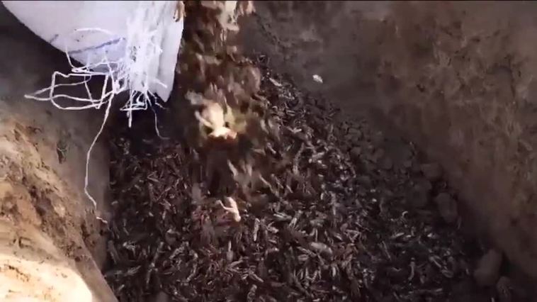 Una plaga de langostas pone en alerta la agricultura en Afganistán
