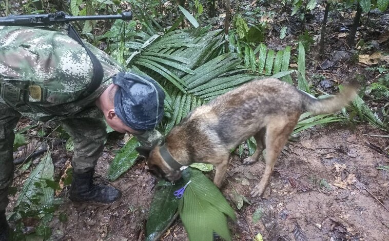 TOP PHOTO - Several dogs were used in the rescue.  The appearance of the bottle and other remains of the baby gave hope to the rescue team, which transported the minor to the military hospital in Bogota