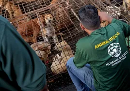 Prohíben la venta de carne de gato y perro en un mercado de Indonesia, el primero que cede a la medida