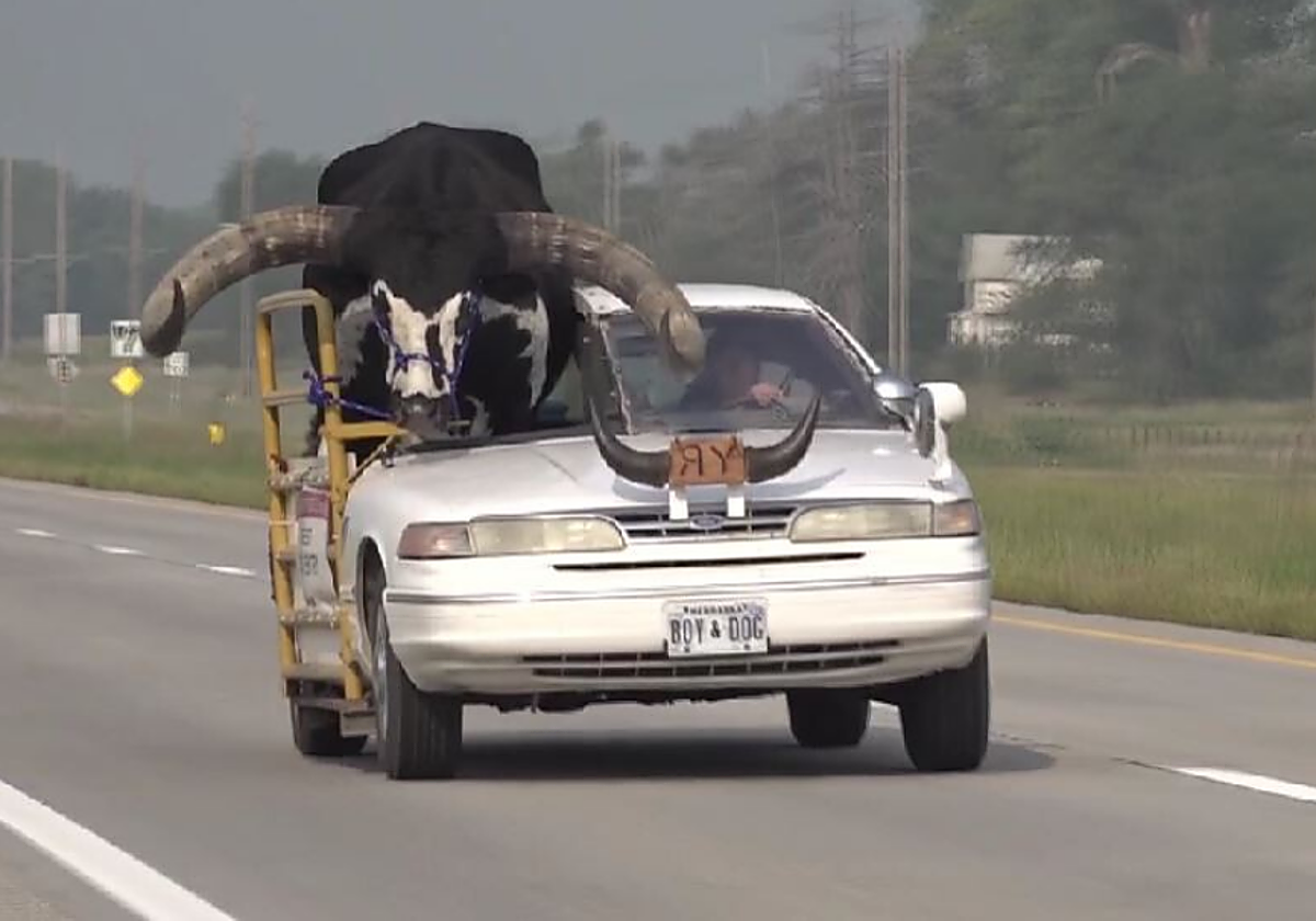 El hombre circulaba con un enorme toro ubicado en el asiento del copiloto