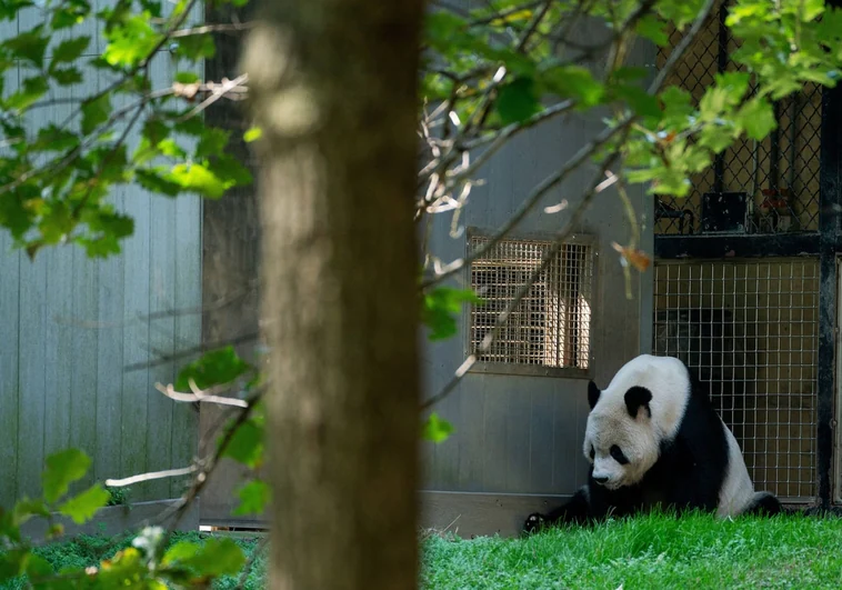 Uno de los pandas del zoo de Washington