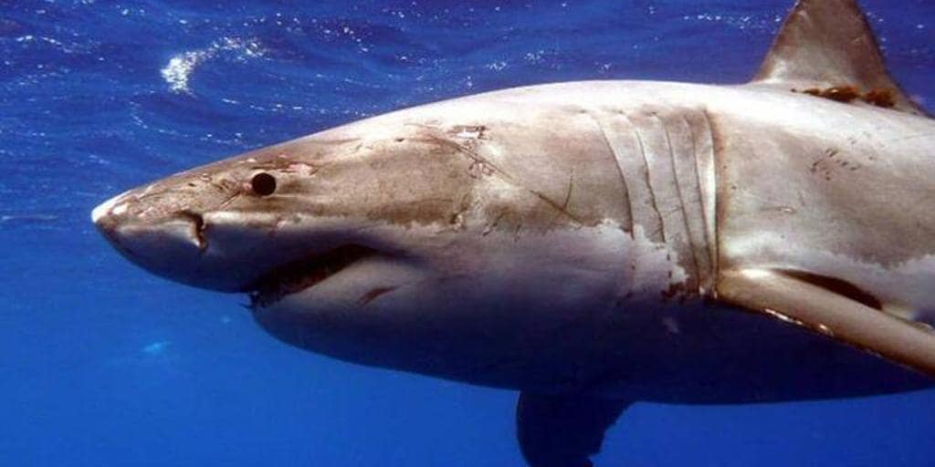 Mother dies from shark attack while saving daughter